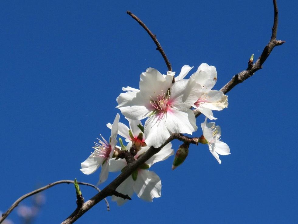 Almendros en flor