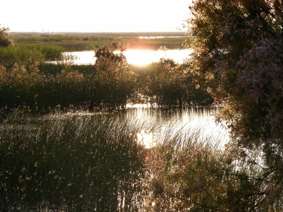 Doñana