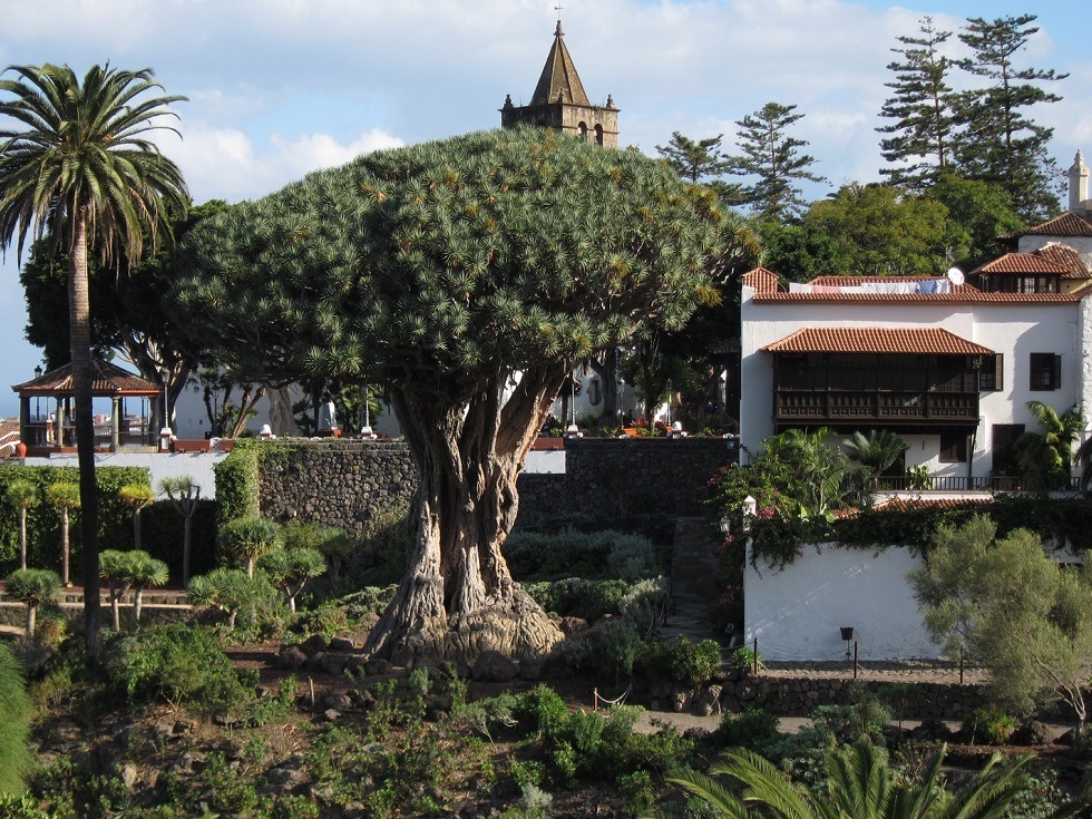 Icod de los Vinos